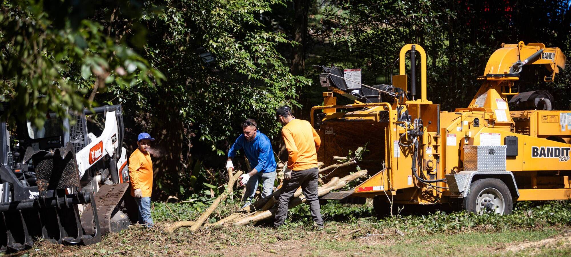 Tree Removal Company