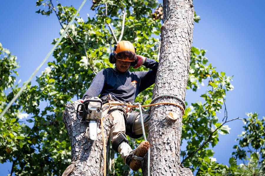 Atlanta Tree Service Company