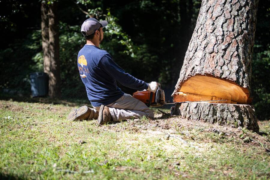 Tree Removal Atlanta