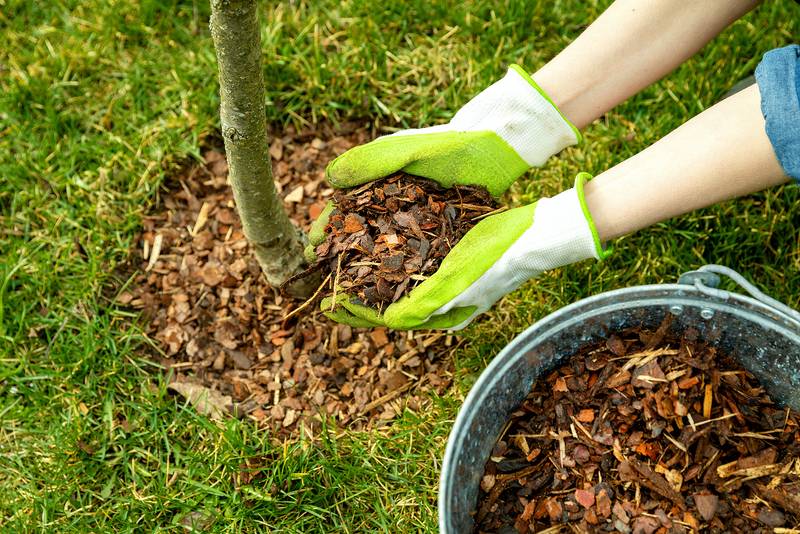 Mulch Myths and Truths | Driscoll Tree Service