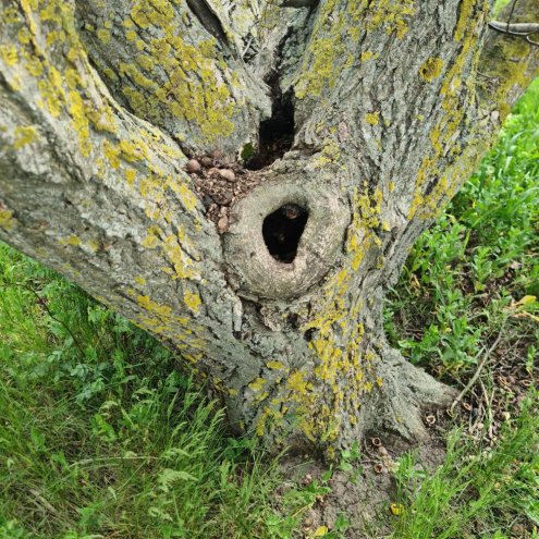 Should You Fill Holes or Cavities in a Tree?