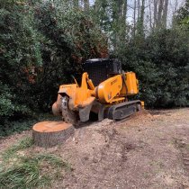 How Much Does It Cost to Grind a Tree Stump?