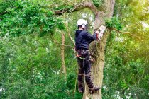 How to Help Flooded Trees & Shrubs