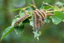 Controlling Tree Pests and Diseases Without Harming the Environment