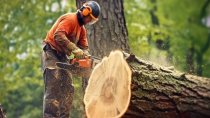 How to Effectively Remove Large Trees with Roots