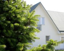 Trees and Your Home: Tips for Extending the Lifespan of Your Roof