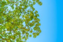 How Shade Trees Benefit Us