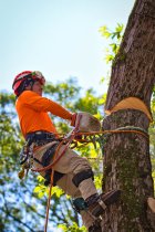 9 Things a Certified Arborist Wants You to Know