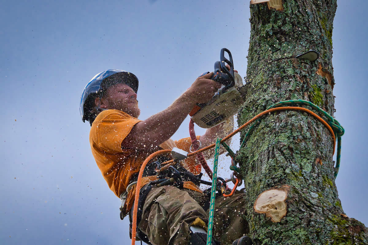 https://www.driscolltreeservice.com/images/page/background/1654376411banner-8.jpg