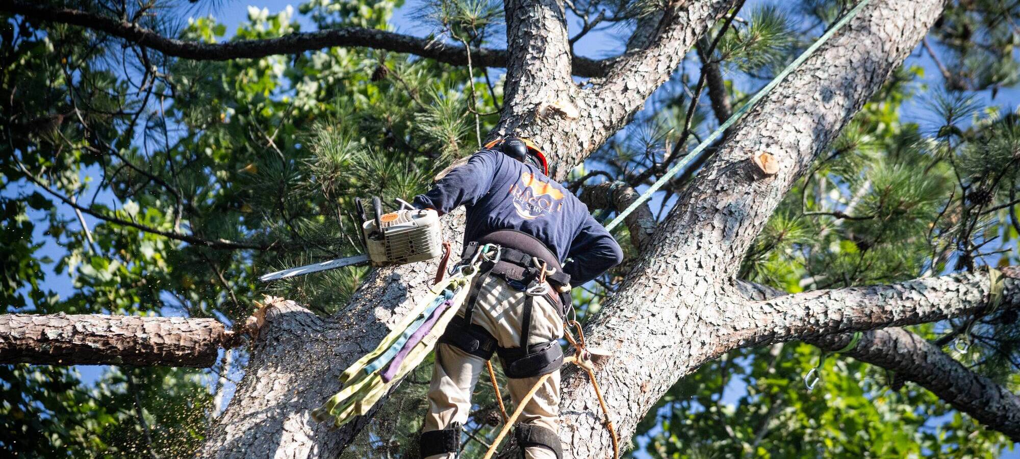 Emergency Tree Removal