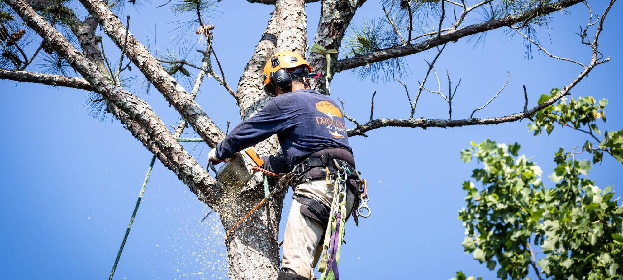 Tree Trimming