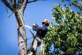 Tree Trimming