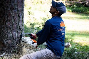 Tree Removal